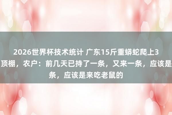2026世界杯技术统计 广东15斤重蟒蛇爬上3米高的猪圈顶棚，农户：前几天已持了一条，又来一条，应该是来吃老鼠的