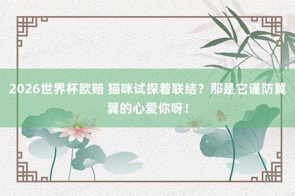 2026世界杯欧赔 猫咪试探着联结？那是它谨防翼翼的心爱你呀！