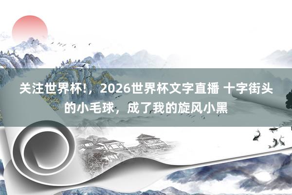 关注世界杯!，2026世界杯文字直播 十字街头的小毛球，成了我的旋风小黑