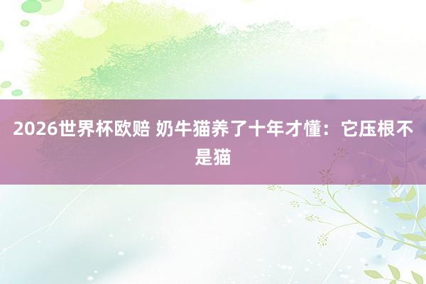 2026世界杯欧赔 奶牛猫养了十年才懂：它压根不是猫