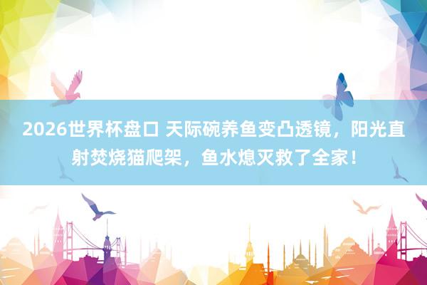 2026世界杯盘口 天际碗养鱼变凸透镜，阳光直射焚烧猫爬架，鱼水熄灭救了全家！
