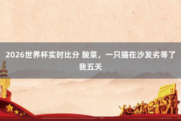 2026世界杯实时比分 酸菜，一只猫在沙发劣等了我五天