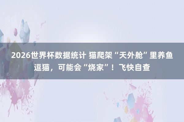 2026世界杯数据统计 猫爬架“天外舱”里养鱼逗猫，可能会“烧家”！飞快自查