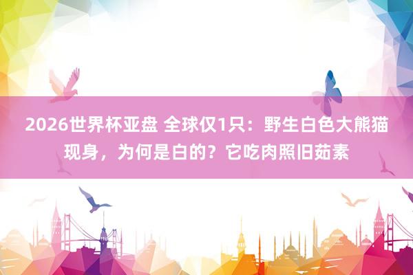 2026世界杯亚盘 全球仅1只：野生白色大熊猫现身，为何是白的？它吃肉照旧茹素