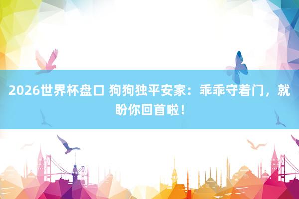 2026世界杯盘口 狗狗独平安家：乖乖守着门，就盼你回首啦！