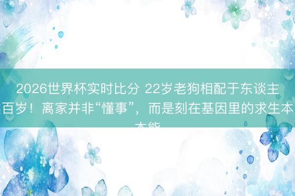 2026世界杯实时比分 22岁老狗相配于东谈主类百岁！离家并非“懂事”，而是刻在基因里的求生本能